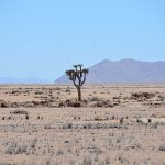 5 lieux incontournables à voir lors d'un road trip en Namibie