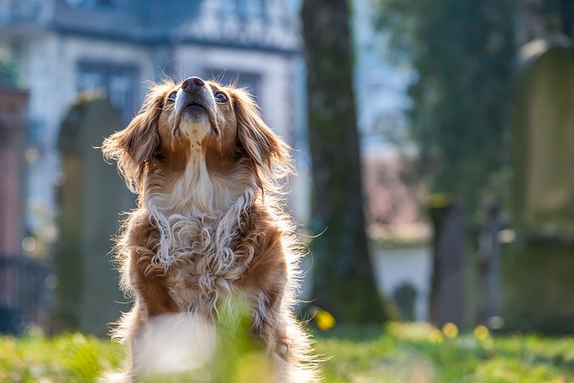 Bien-être des chiens à poil long