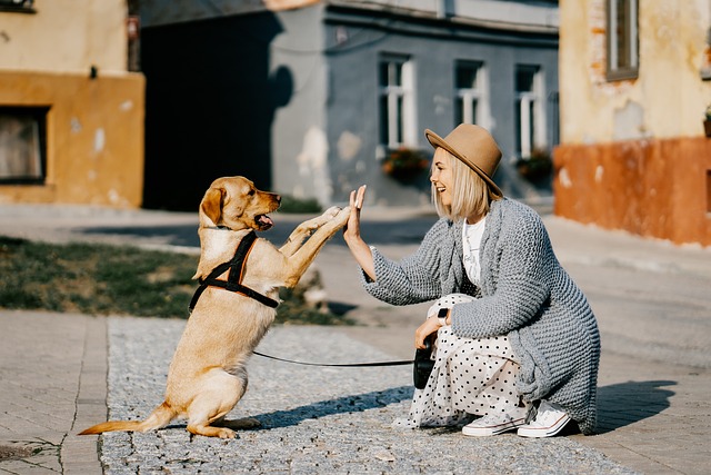 Éduquer un chien