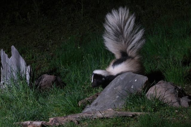 Les animaux nocturnes