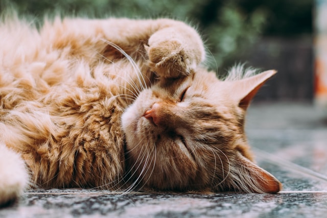 Boules de poils de chat