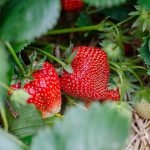 culture de fraisiers